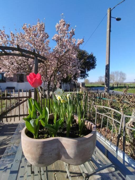 Gite Rural La Ferme Du Semeur-Zaaiershof Lessines Esterno foto